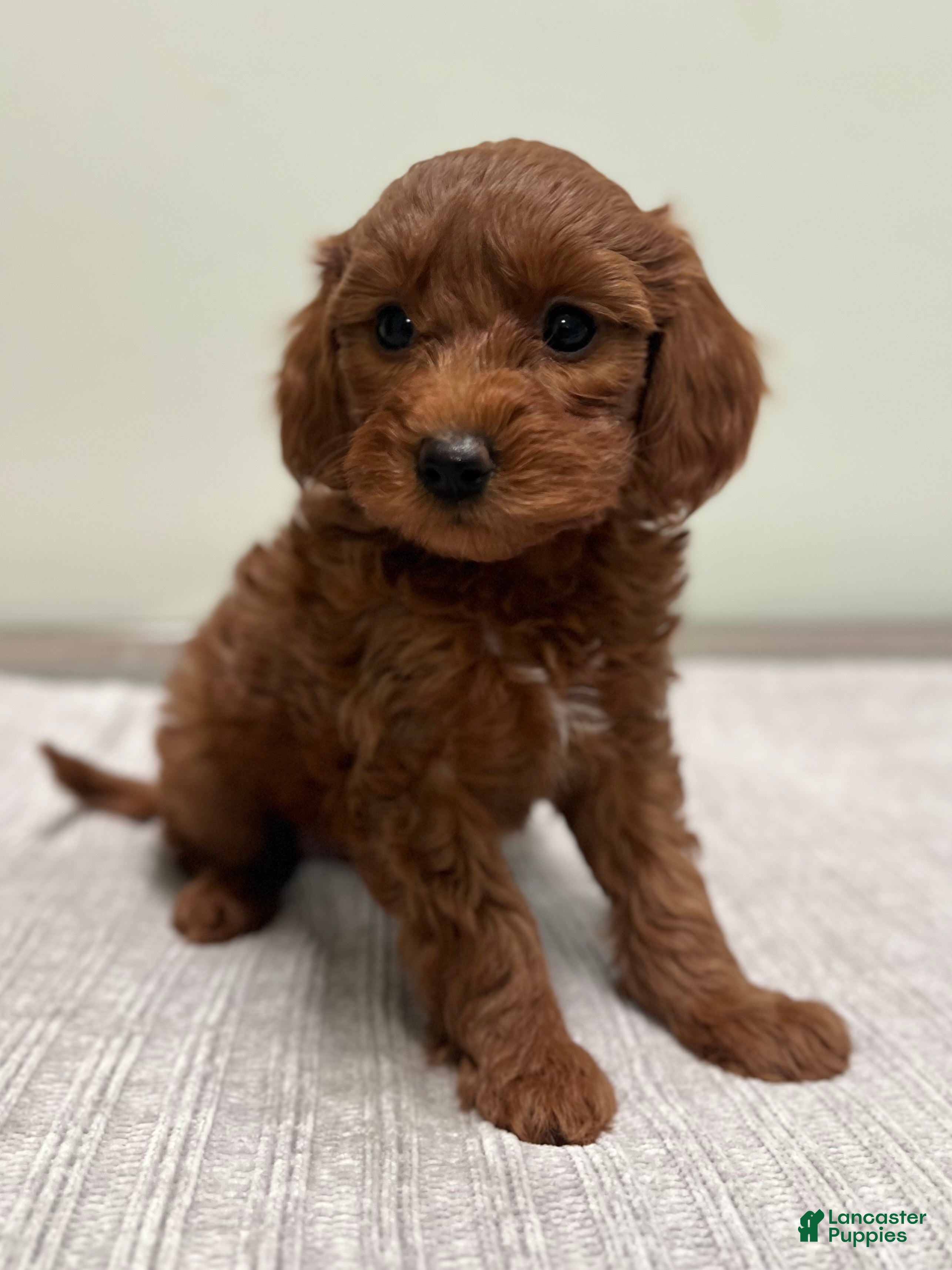 Mini Goldendoodle dogs Cindy - Ad 2