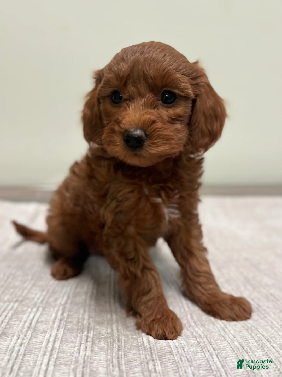 Mini Goldendoodle dogs for sale: Cindy - Ad 2