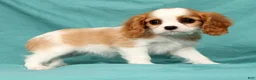 Cavalier King Charles Spaniel dogs for sale: Nora - Ad 7