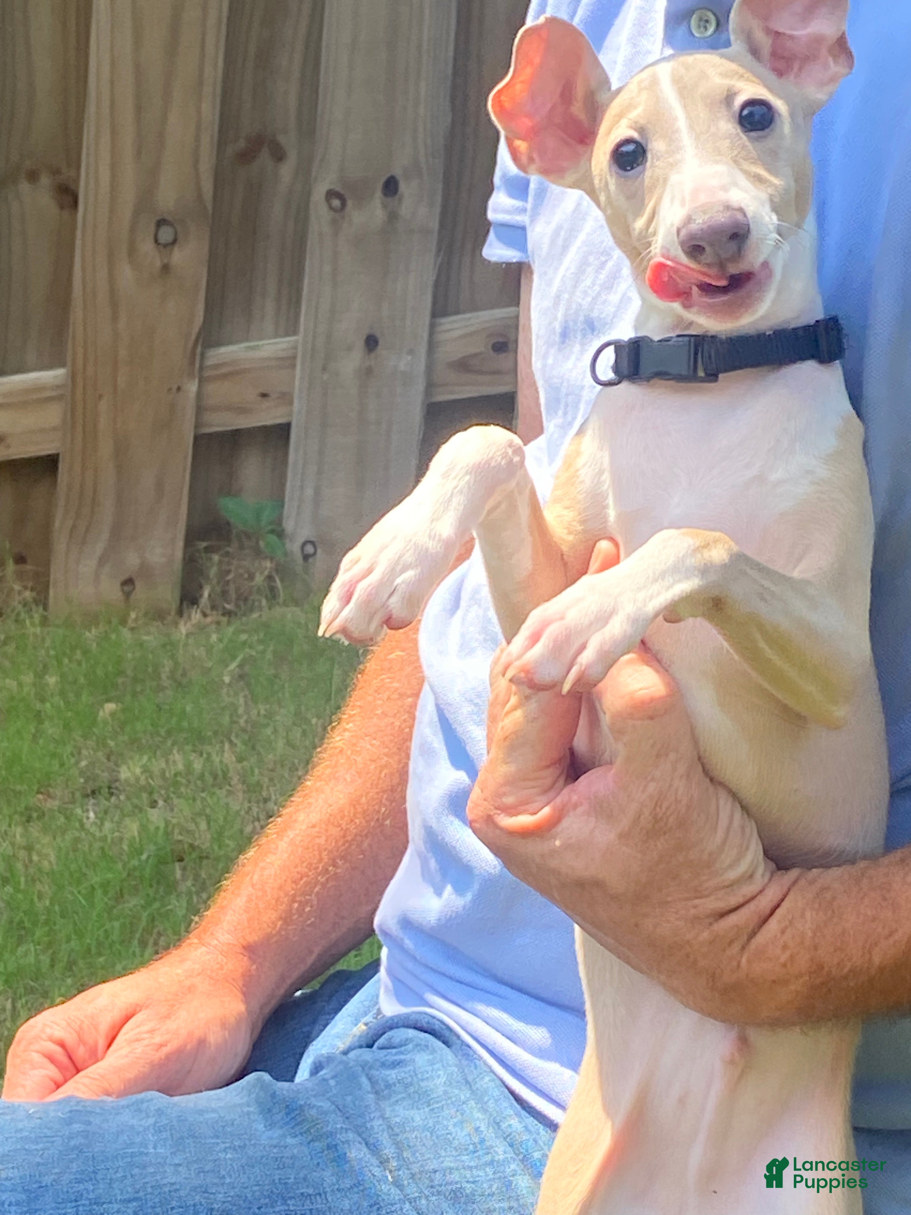 Italian Greyhound dogs Mr Black - Ad 2