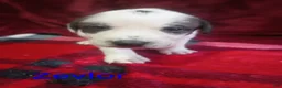Mixed Breed dogs for sale: Zevlor - Ad 4