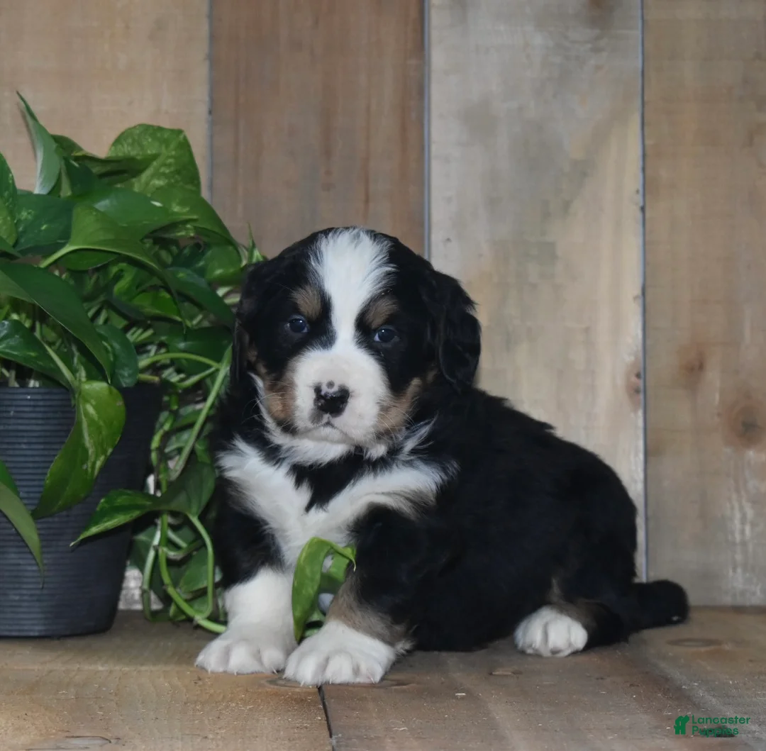 Bernese Mountain Dog dogs for sale: Poppy - Ad 6