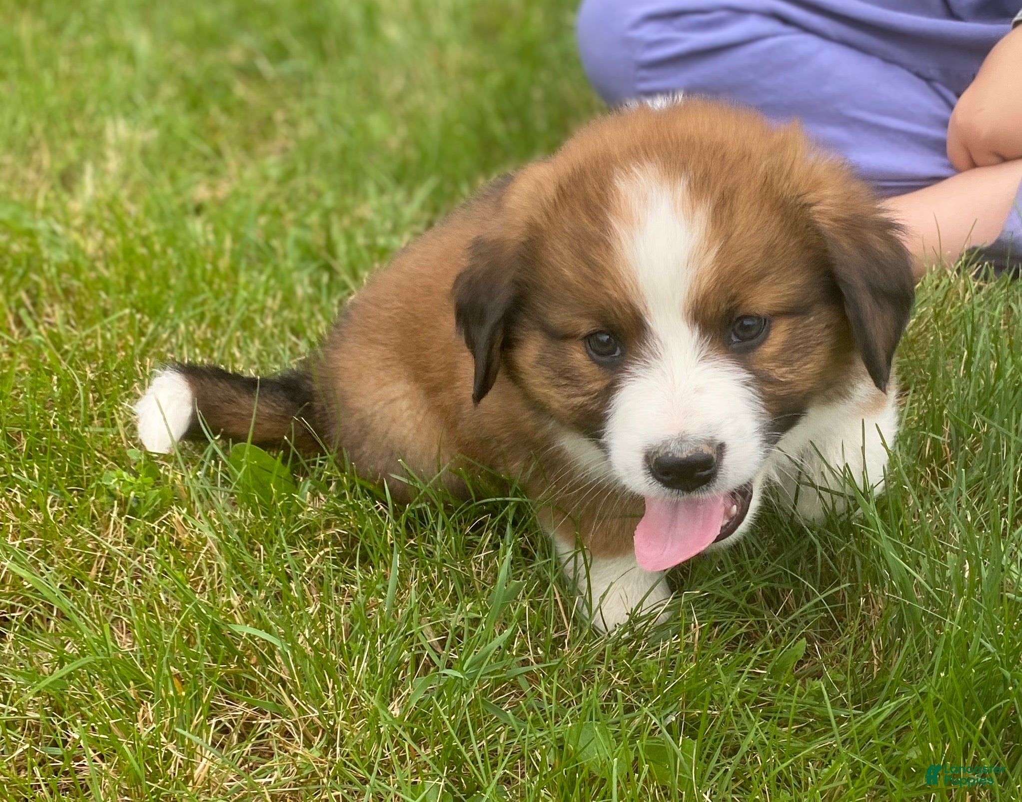 Mixed Breed dogs for sale: ♥️BABY BEAR♥️ - Ad 37