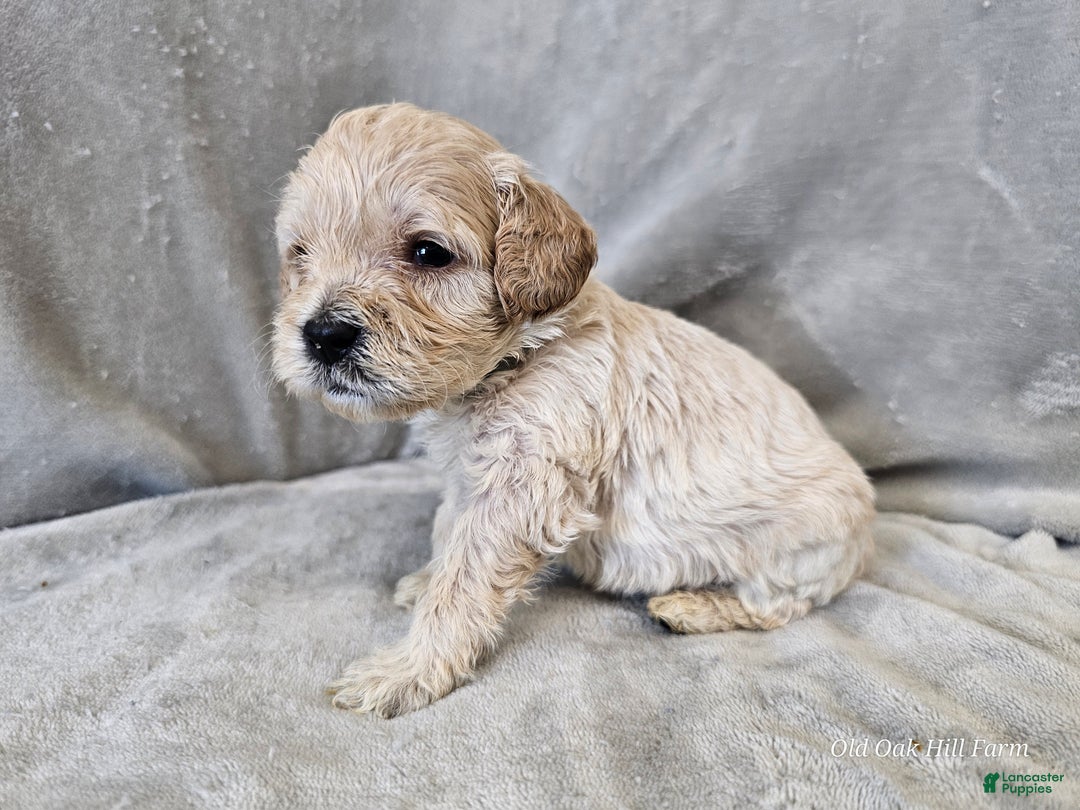 Cavapoo dogs for sale: Rotini - Ad 7