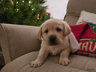 Labrador Retriever dogs Labrador Retriever Puppy 1 - Ad 23