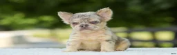 French Bulldog dogs for sale: Lacy - Ad 4