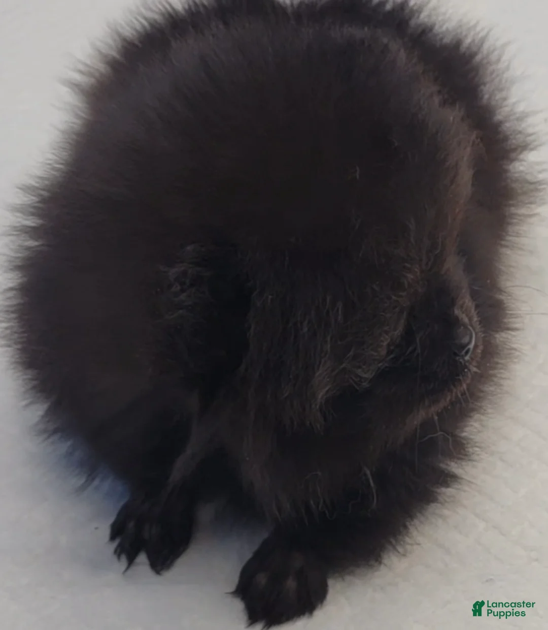 Pomeranian dogs for sale: Pomeranian Puppy 2 - Ad 15