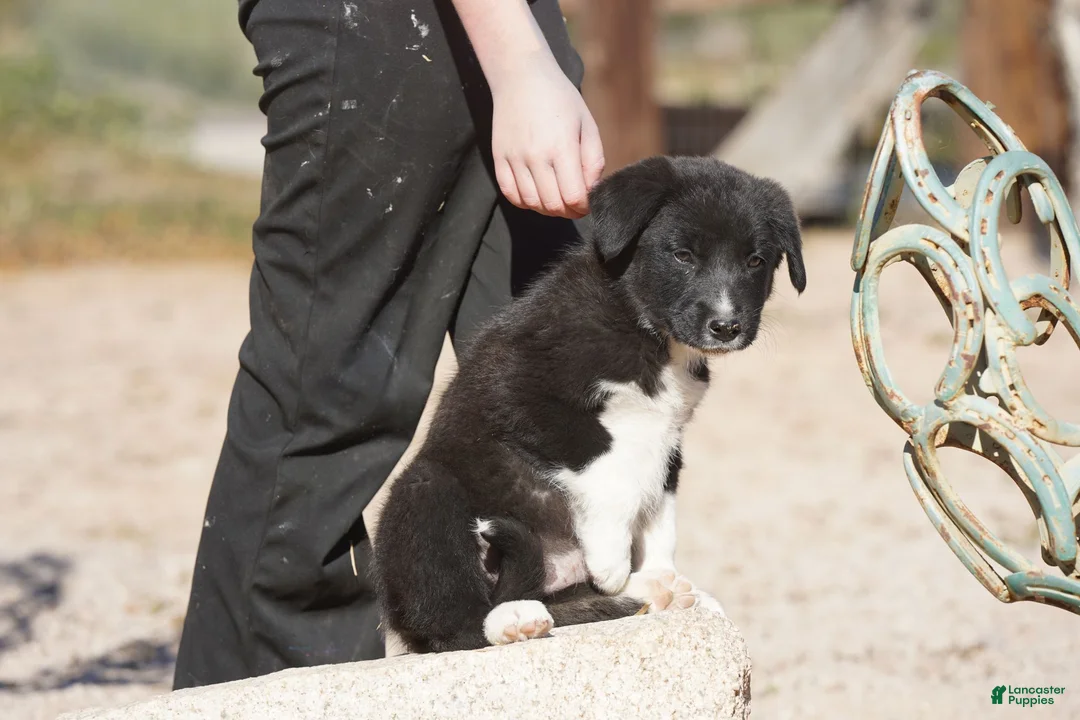 Mixed Breed dogs for sale: Toes M Sylvester - Ad 7