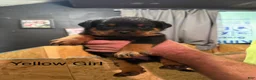 Rottweiler dogs for sale: Rottweiler 4 - Ad 3
