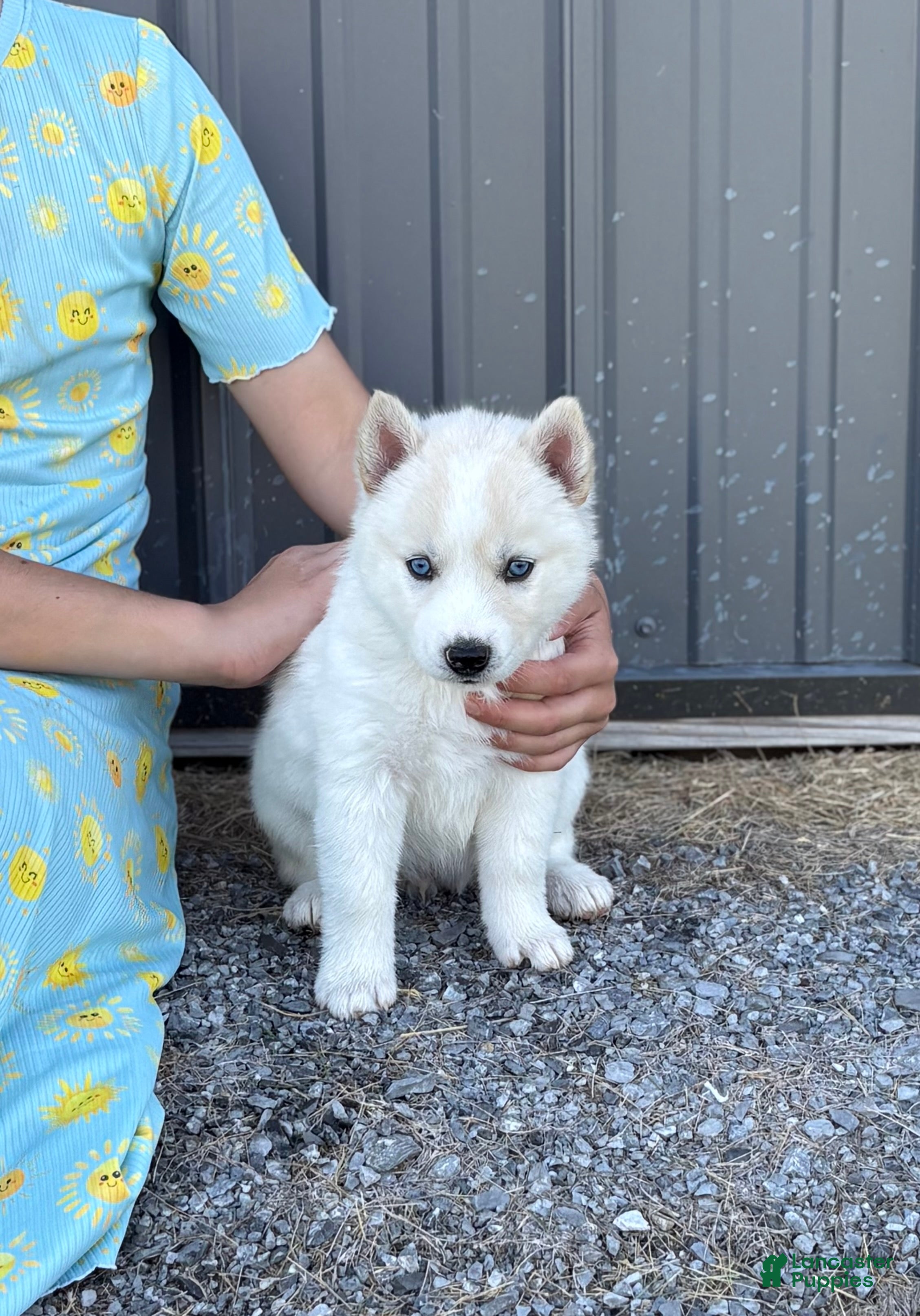 Siberian Husky dogs Coconut - Ad 23