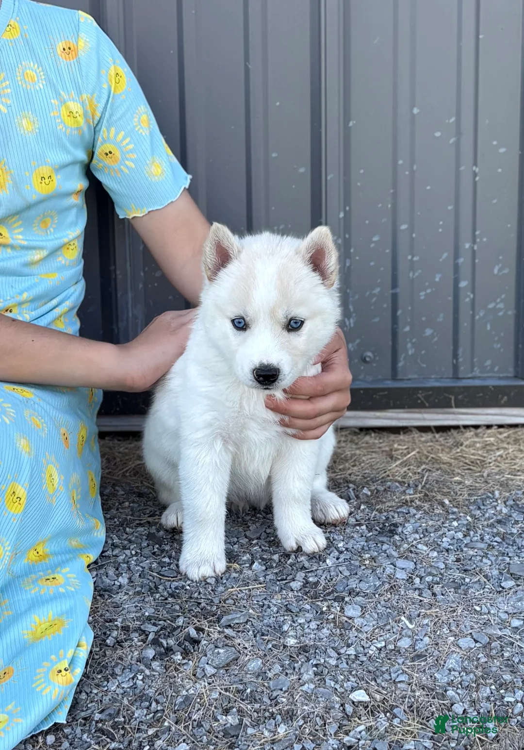 Siberian Husky dogs for sale: Coconut - Ad 1