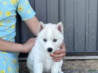 Siberian Husky dogs Coconut - Ad 23