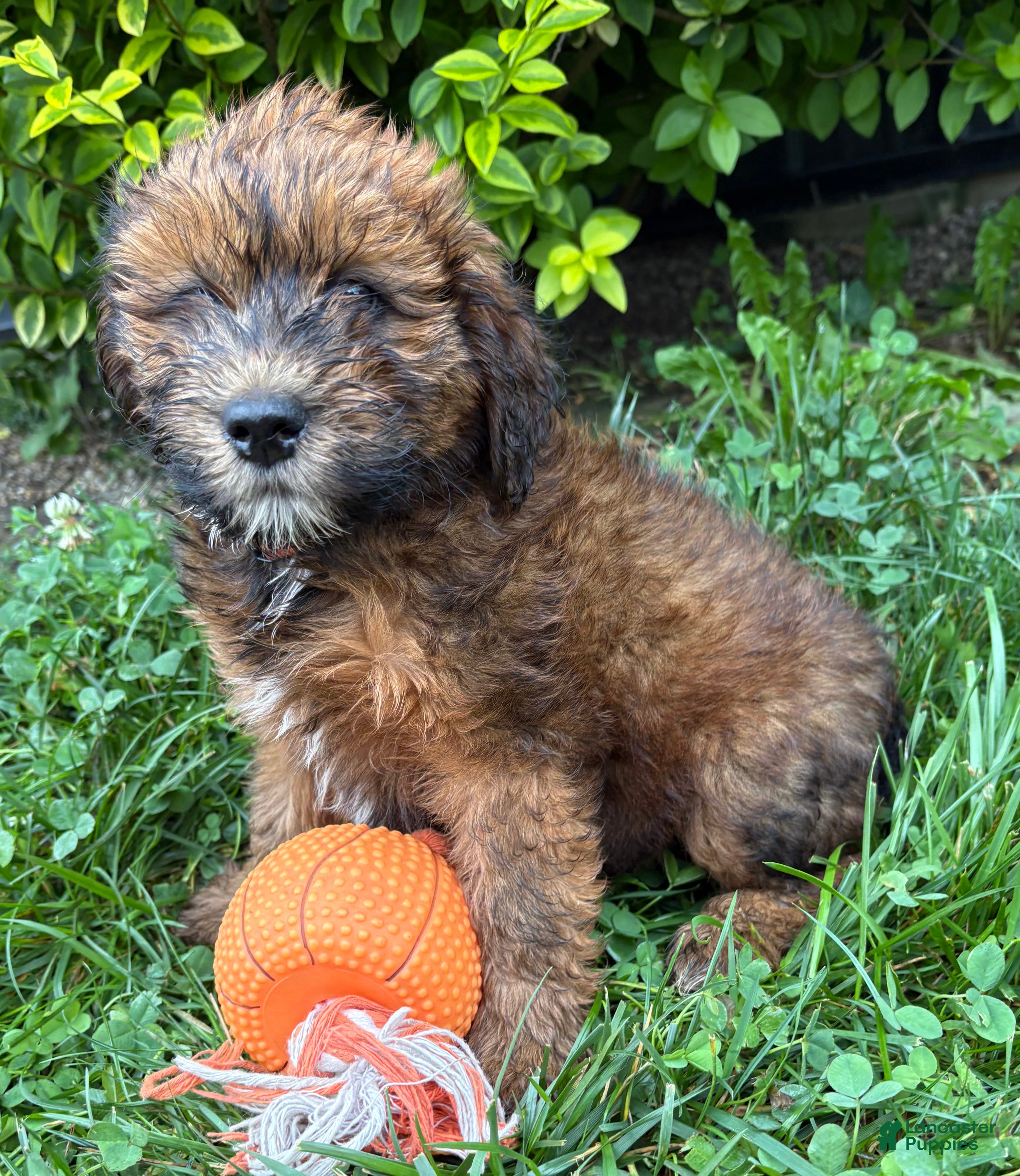 Whoodle dogs Mae - Ad 2