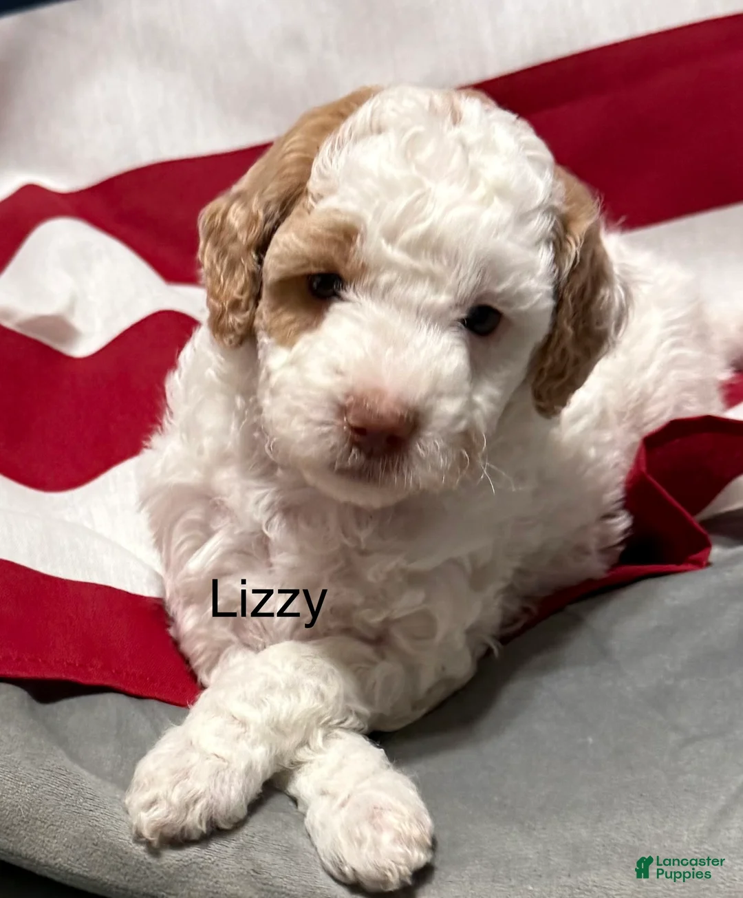 Mini Goldendoodle dogs for sale: Lizzy - Ad 1