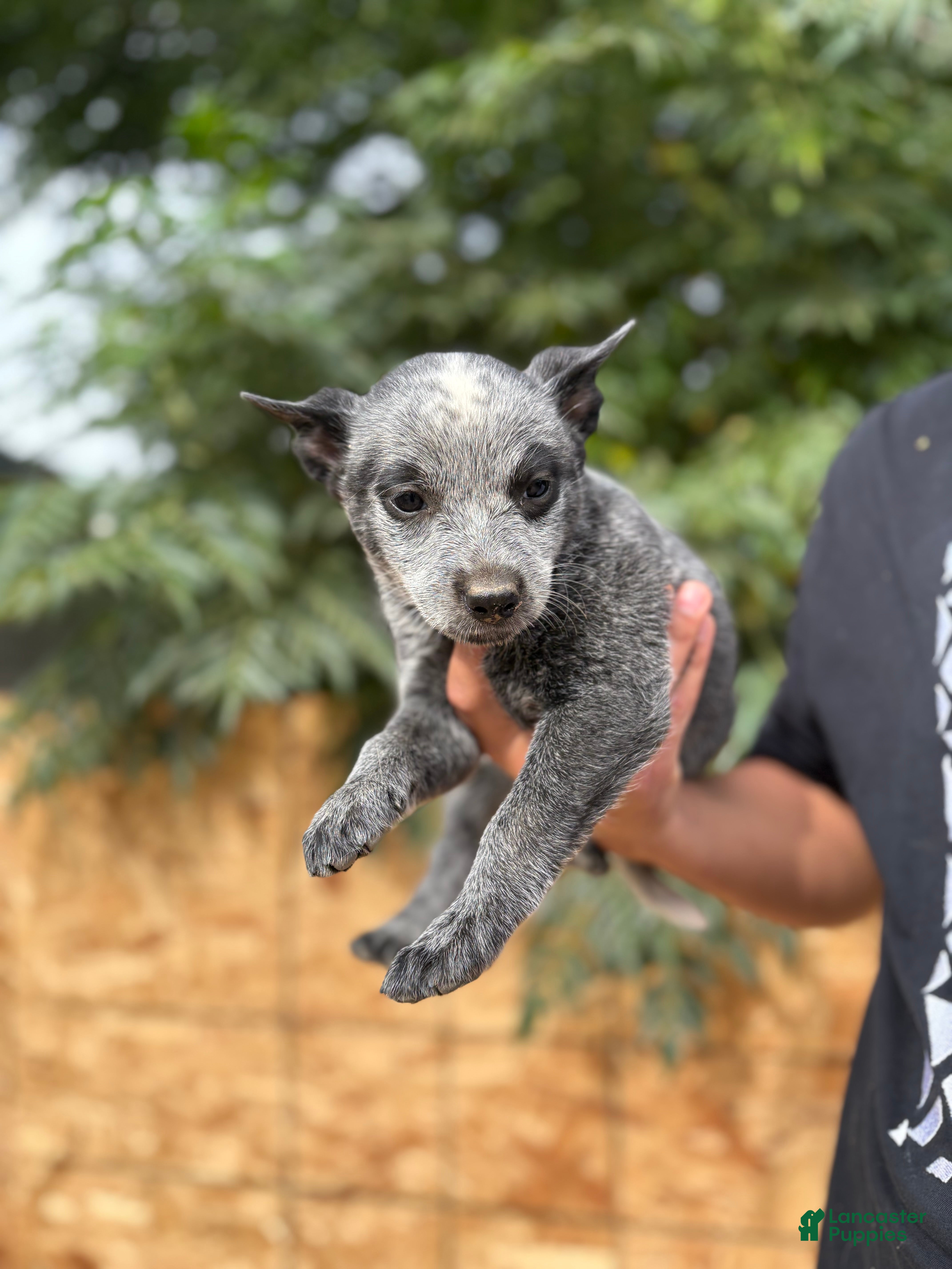 Australian Cattle Dog dogs Australian Cattle Dog 6 - Ad 2