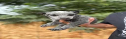 Australian Cattle Dog dogs for sale: Australian Cattle Dog 6 - Ad 1