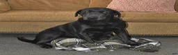 Labrador Retriever dogs for sale: Indi - Ad 4