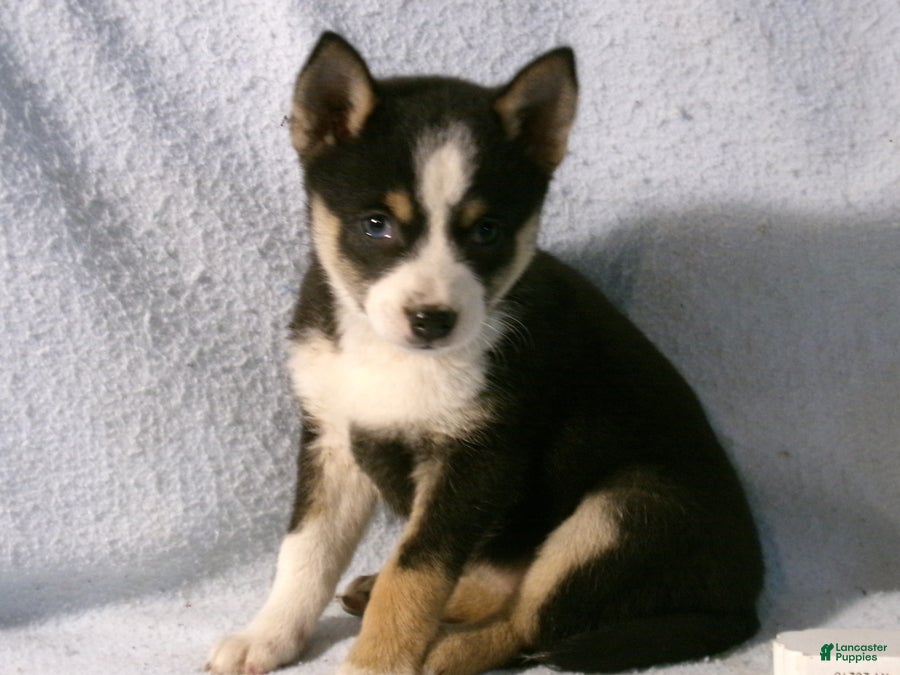 Pomsky dogs Pansy - Ad 2