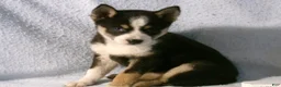 Pomsky dogs for sale: Pansy - Ad 2