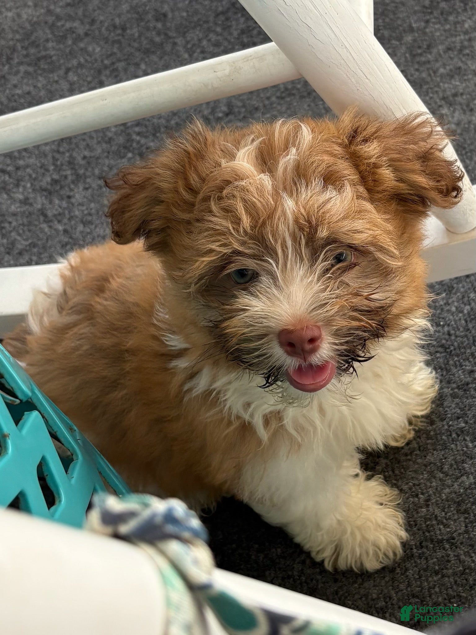 Havanese dogs Rosa - Ad 1