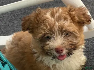 Havanese dogs Rosa - Ad 1