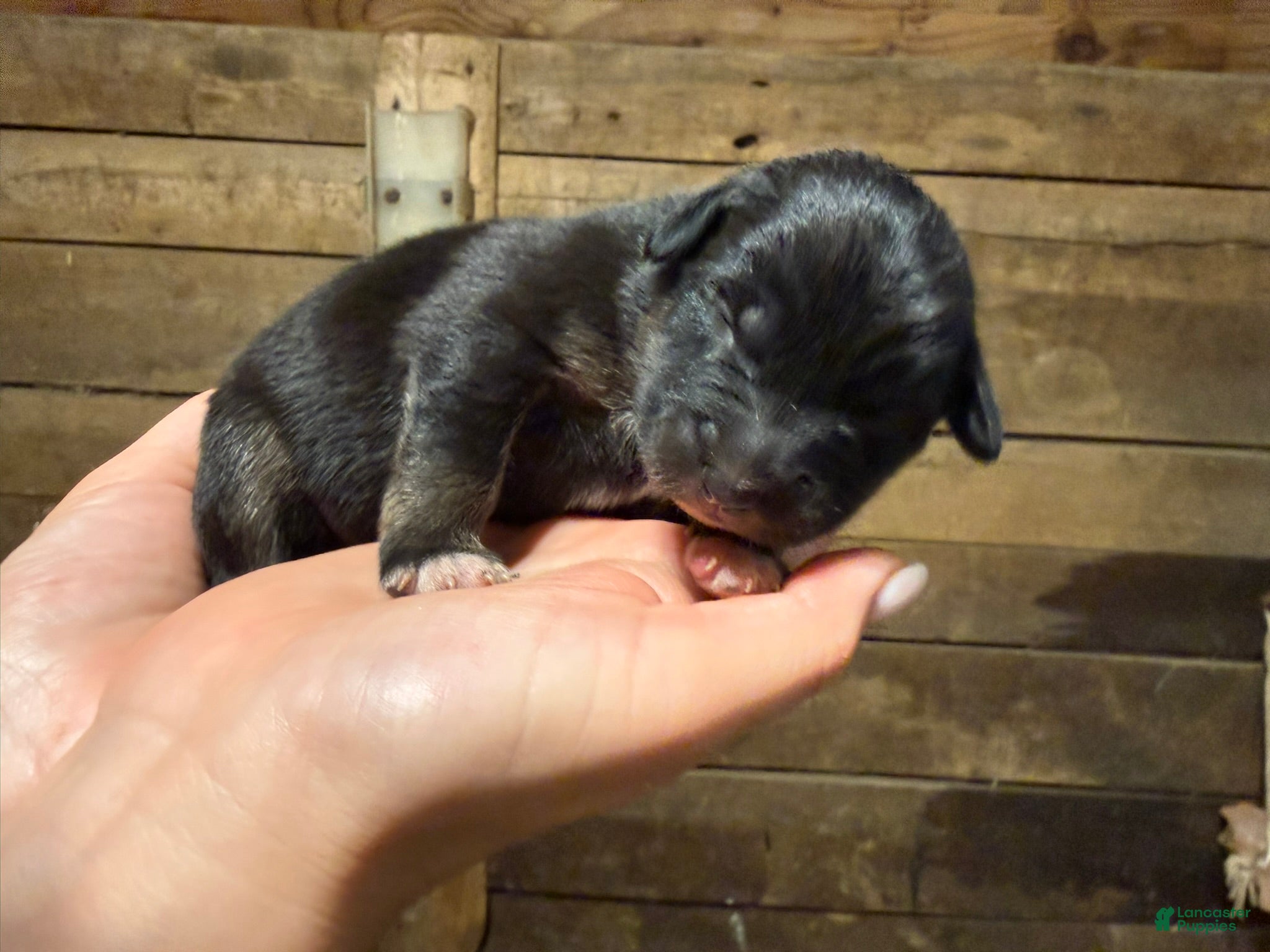 Australian Shepherd (Australian Shepherd, Female) in Marlboro Township, NJ