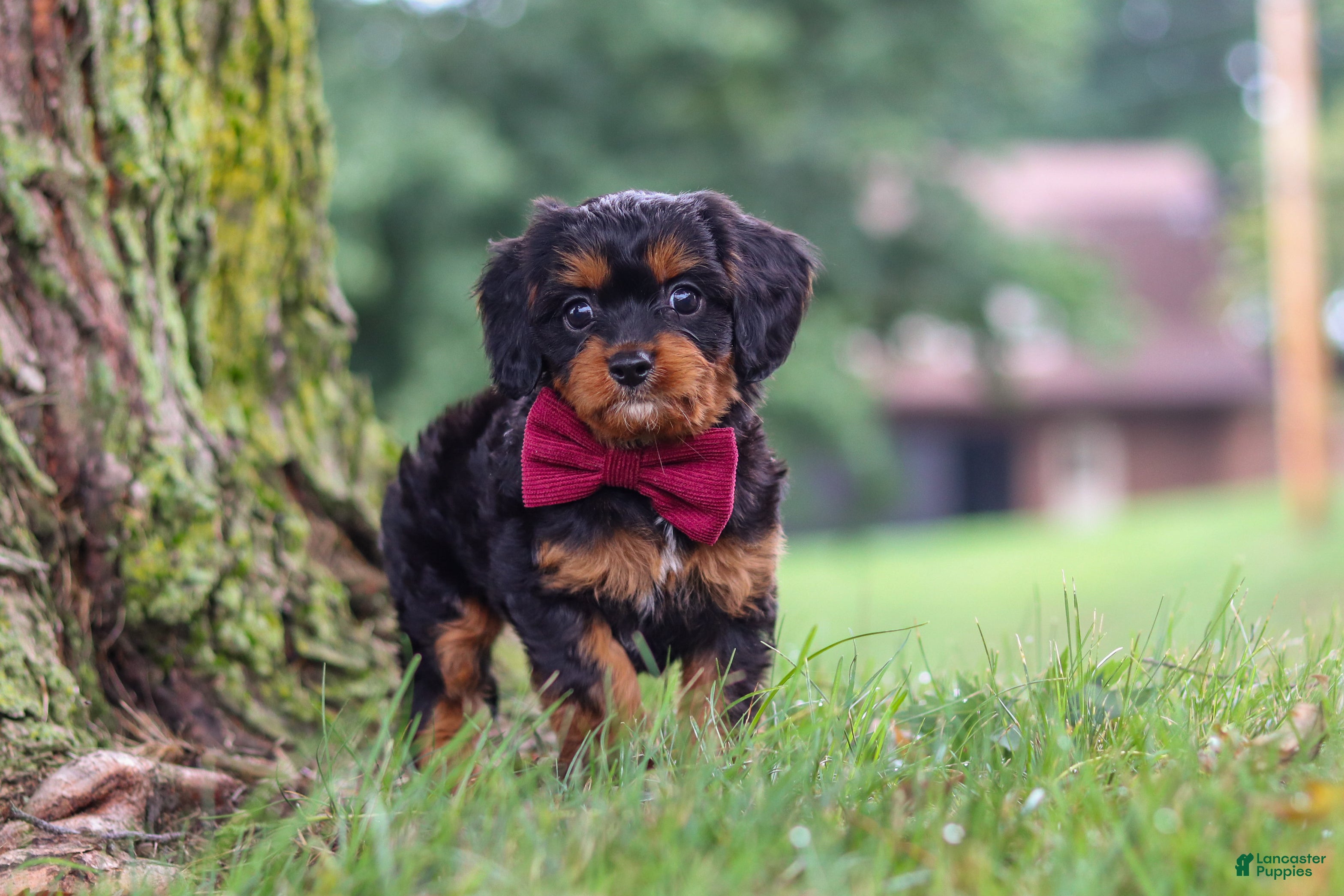 Cavapoo dogs Kai - Ad 1