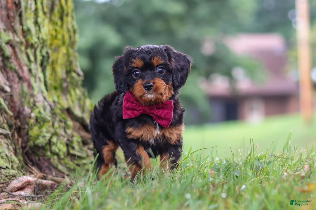 Cavapoo dogs for sale: Kai - Ad 1