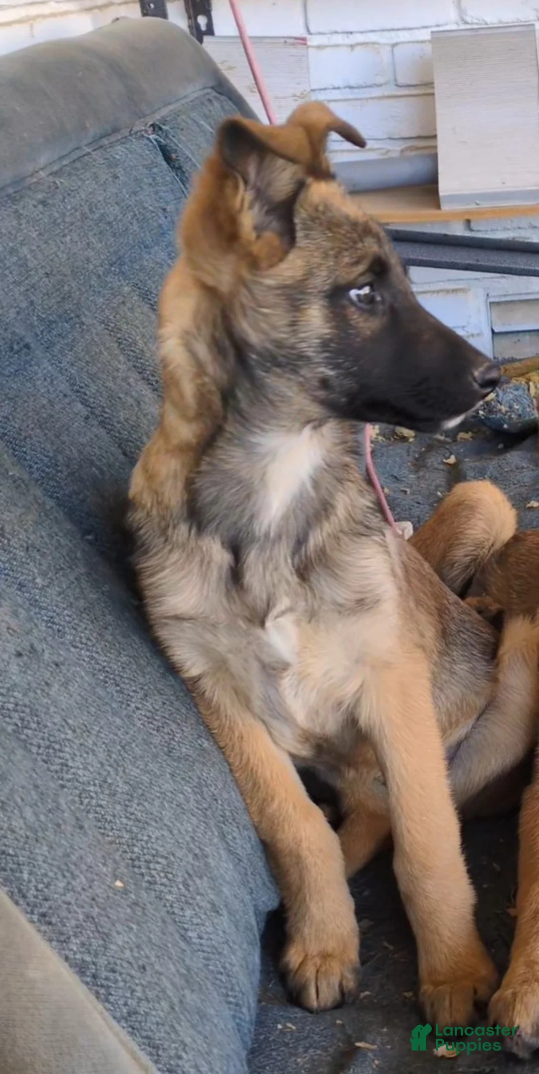 Mixed Breed dogs for sale: Philosity/FlipFlop - Ad 2