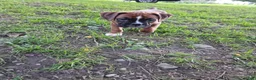 Boxer dogs for sale: Boxer 6 - Ad 4