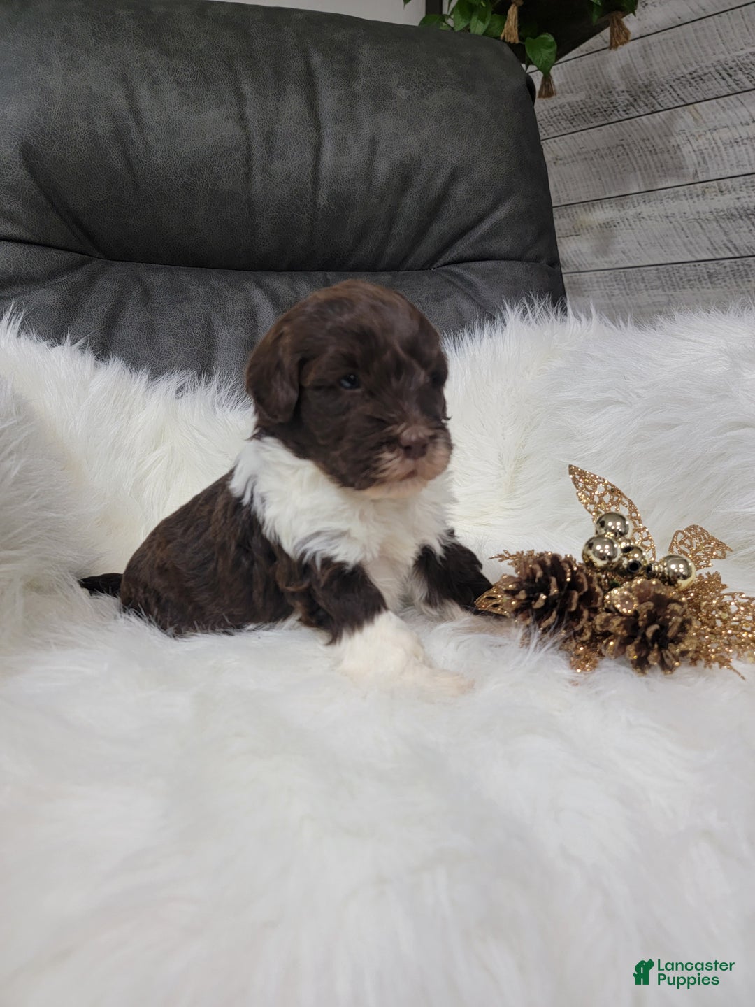 Portuguese Water Dog dogs for sale: Dasher - Ad 1