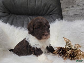 Portuguese Water Dog dogs Dasher - Ad 29