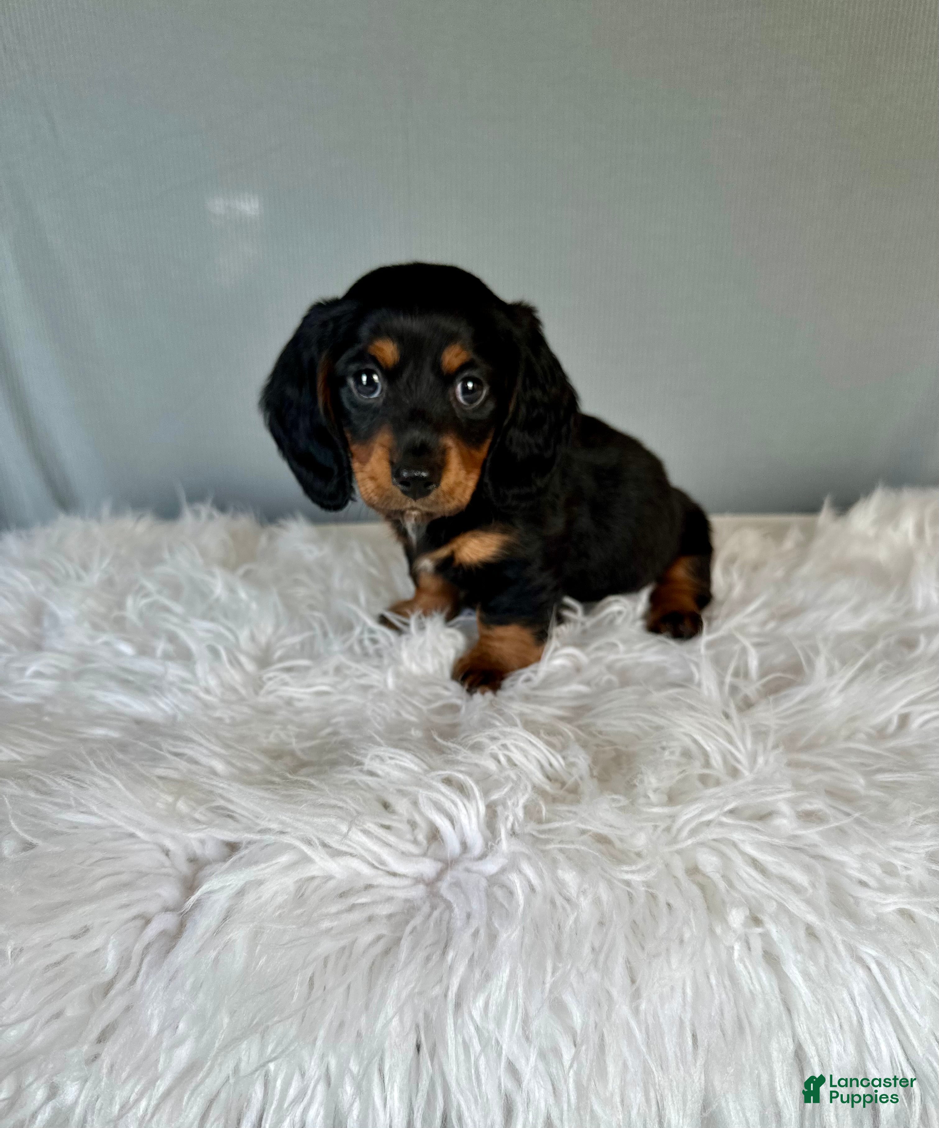 Miniature Dachshund dogs Casper - Ad 1