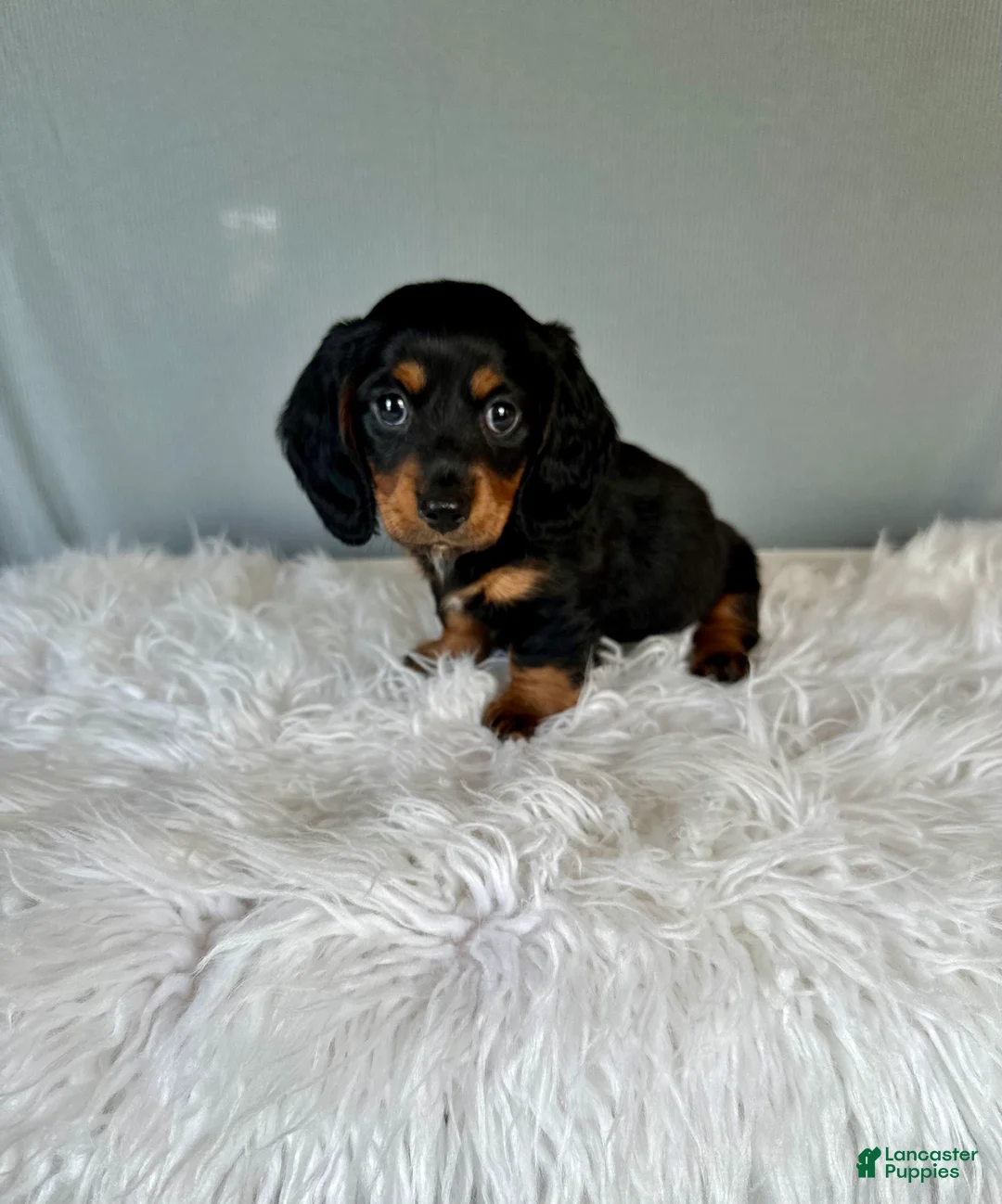 Miniature Dachshund dogs for sale: Casper - Ad 1