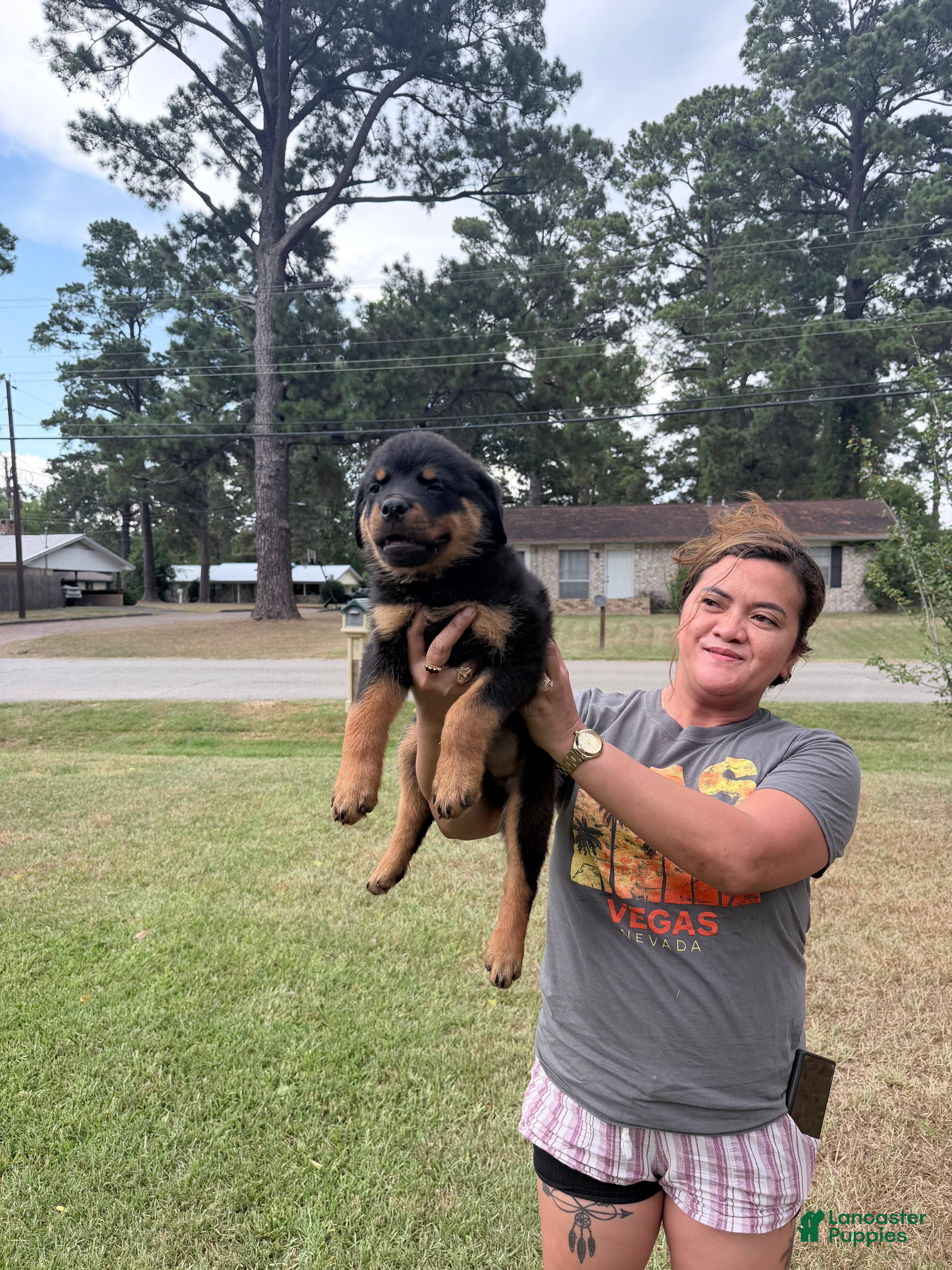 Rottweiler dogs Lavender collar female - Ad 2