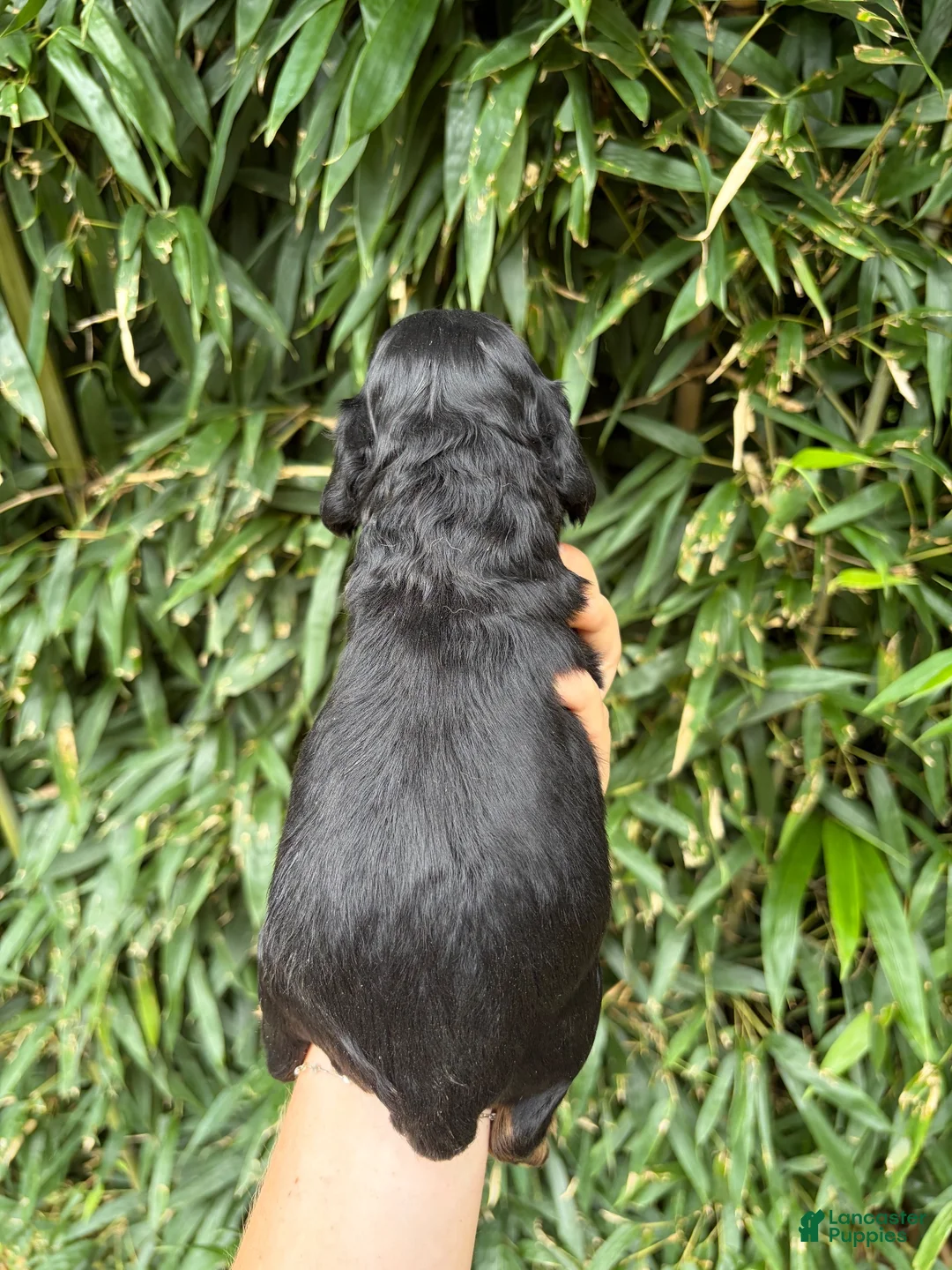 Cocker Spaniel dogs for sale: Cocker Spaniel 3 - Ad 2