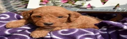 Mini Goldendoodle dogs for sale: Dana Mini Goldendoodle 6 - Ad 5