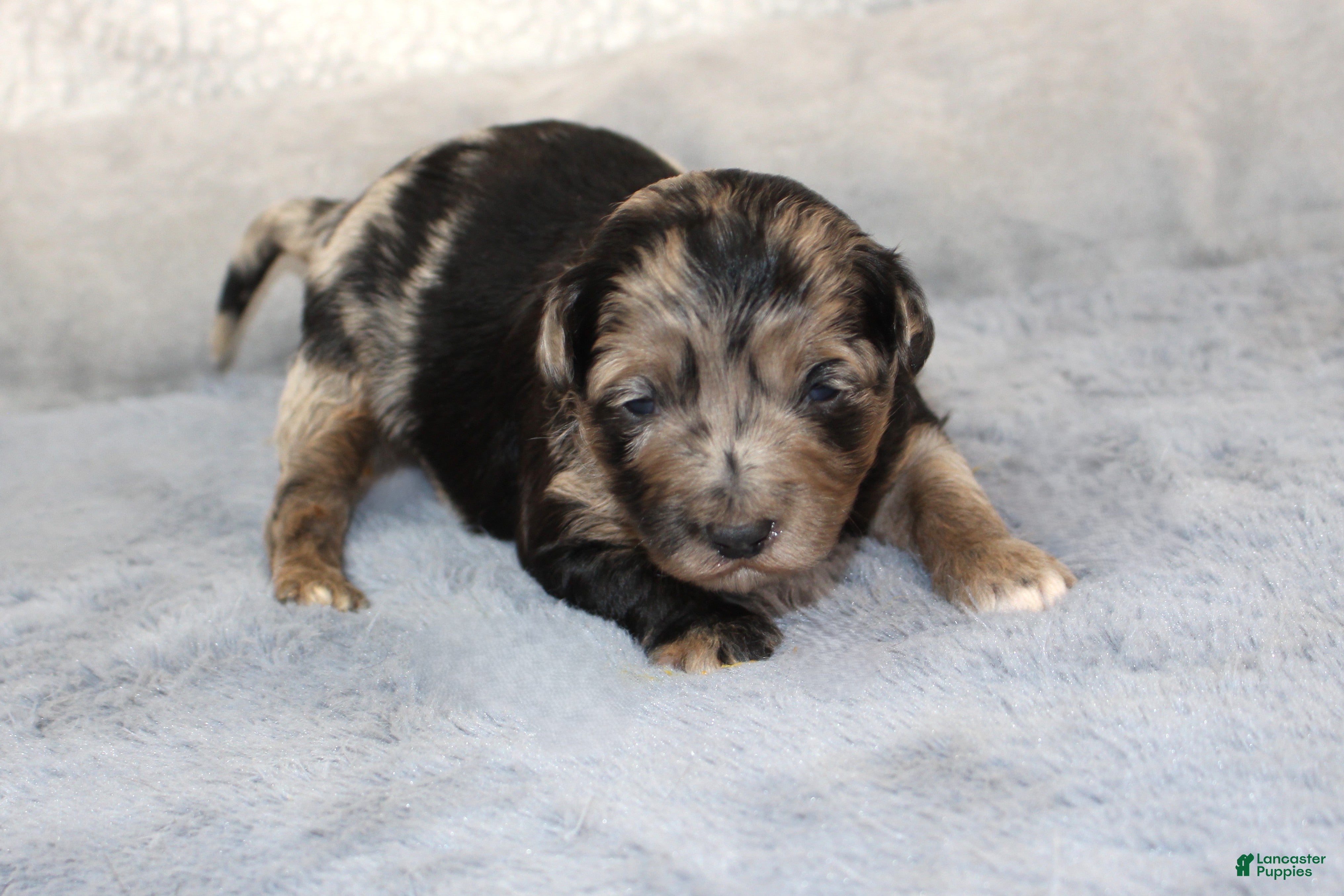 Aussiedoodle dogs Cupid - Ad 28