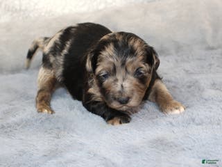 Aussiedoodle dogs Cupid - Ad 28