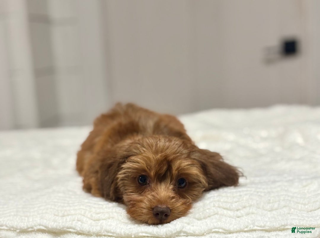 Miniature Dachshund dogs for sale: Mazzy - Ad 1