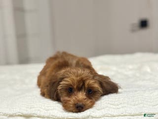 Miniature Dachshund dogs Mazzy - Ad 25