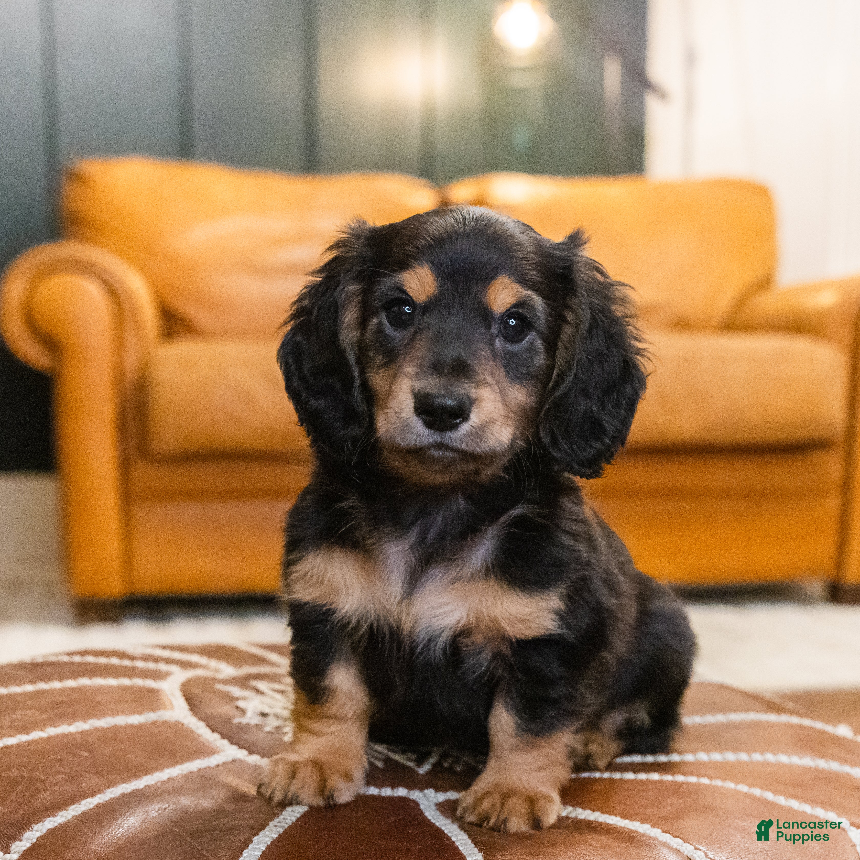 Miniature Dachshund dogs Oskar - Ad 9