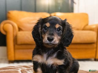 Miniature Dachshund dogs Oskar - Ad 25