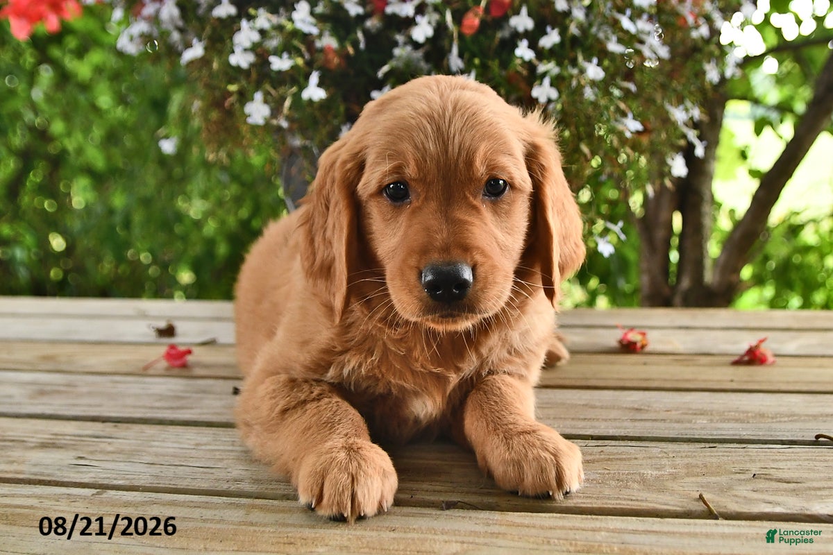 Golden Retriever dogs Ophelia - Ad 2
