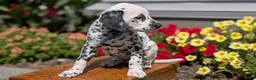 Dalmatian dogs for sale: Ariel - Ad 4