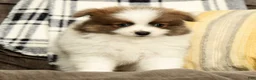 Pomeranian dogs for sale: Max - Ad 2