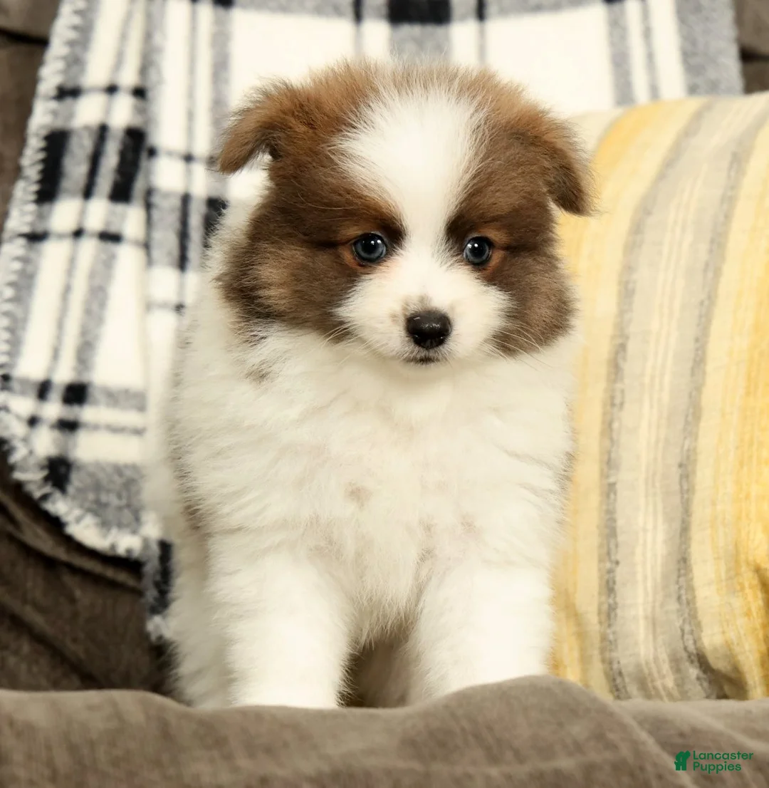 Pomeranian dogs for sale: Max - Ad 2