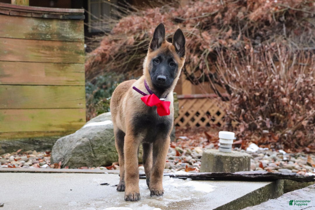 Belgian Malinois dogs for sale: Halo - Ad 16
