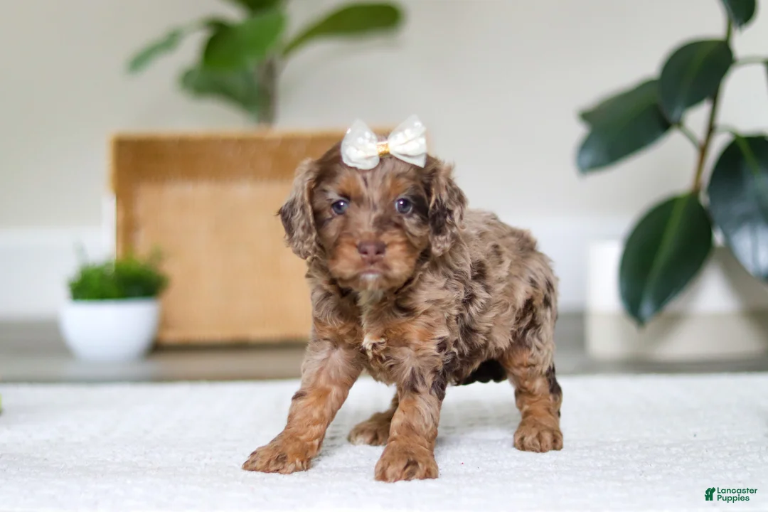 Cockapoo dogs for sale: Ellie - Ad 6