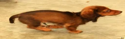 Miniature Dachshund dogs for sale: Nemehiah - Ad 5